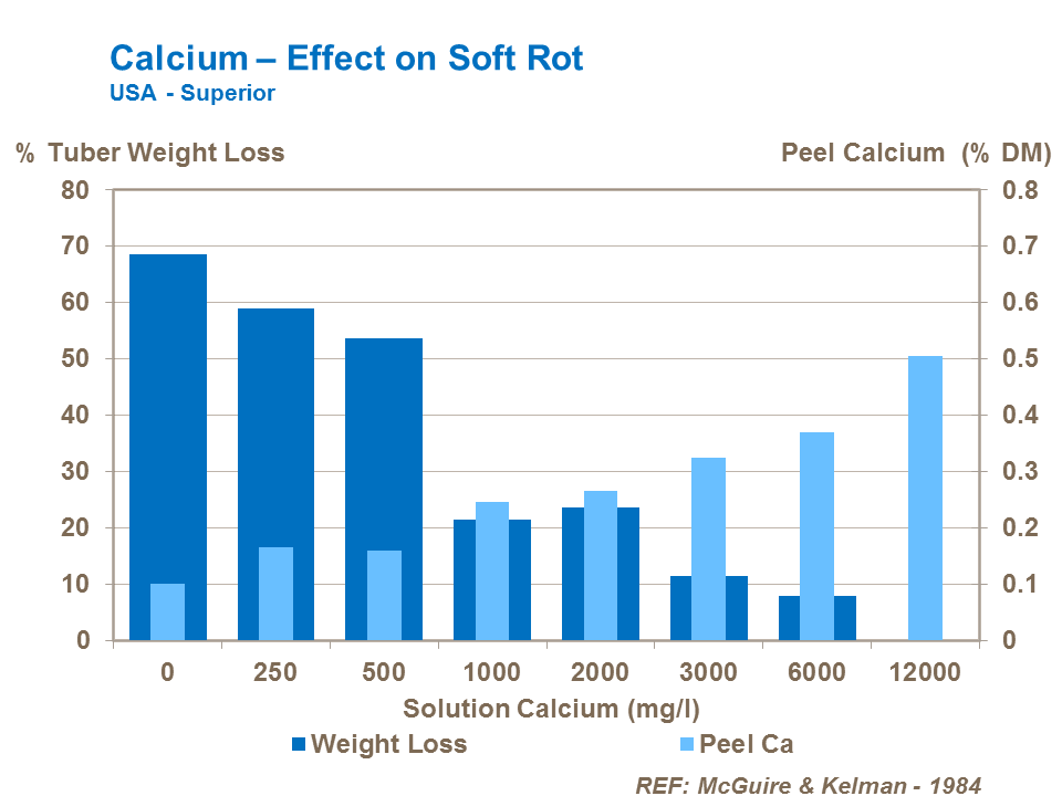 Calcium effect on potato soft rots