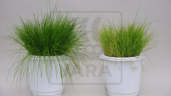 Sulphur deficiency in grass grown in the greenhouse Sulphur deficiency in grass grown in the greenhouse