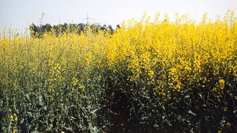 Oilseed rape with advanced sulphur deficiency (left). Growth is reduced, flowering is sparse and white. Oilseed rape with advanced sulphur deficiency (left). Growth is reduced, flowering is sparse and white.