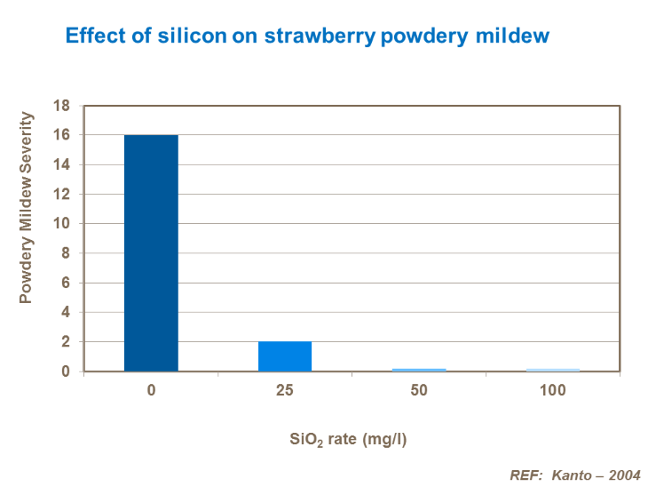 Effect of silicon on strawberry powdery mildew