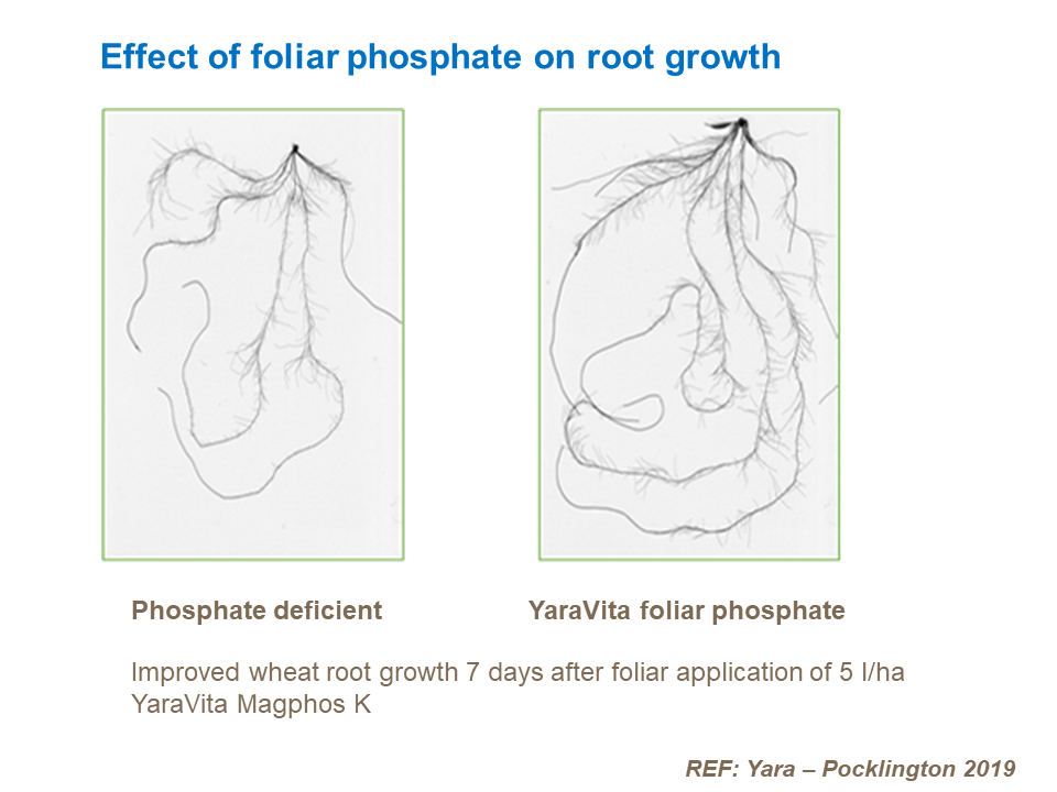 Effect of foliar phosphate on root growth