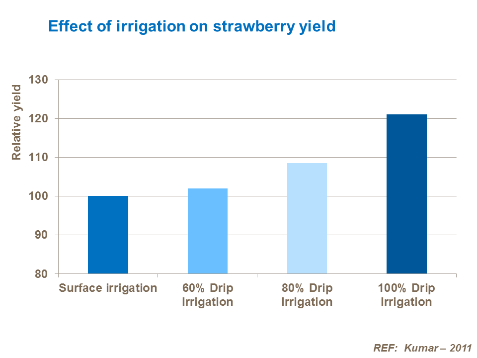 Effect of irrigation on strawberry yield