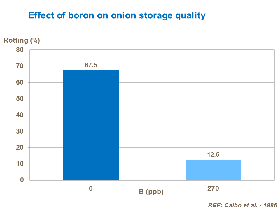 Effect of boron on onion storage quality