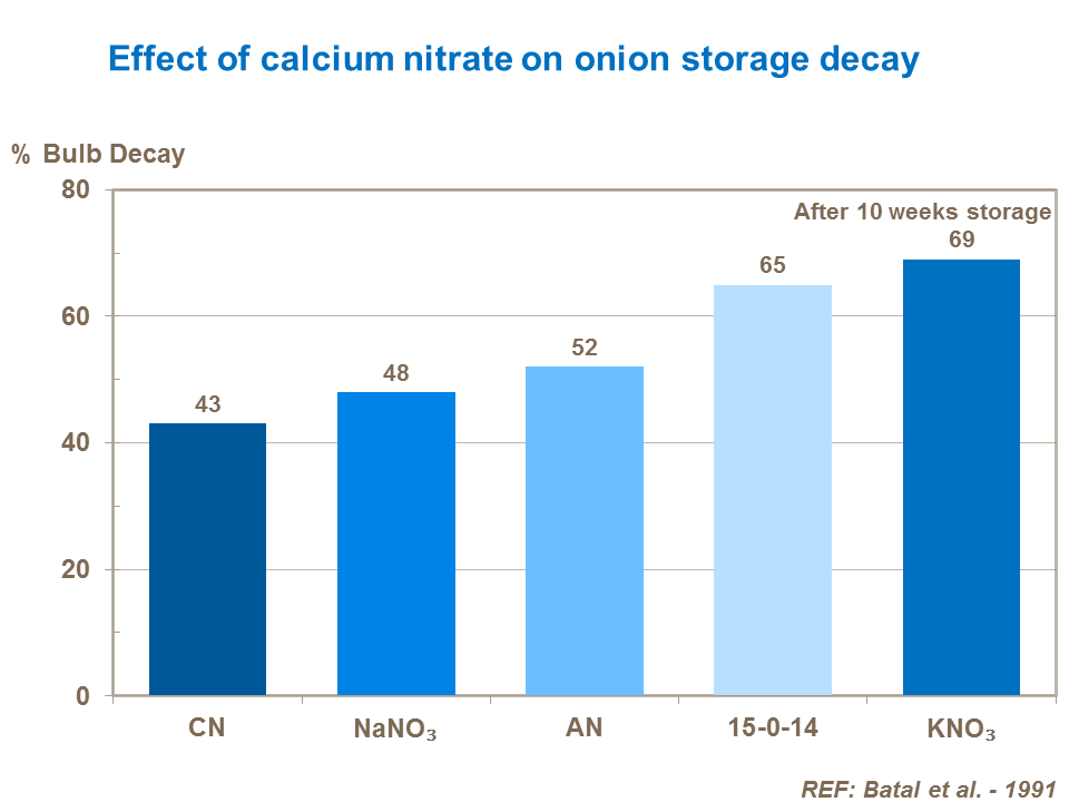 Effect of calcium nitrate on onion storage decay