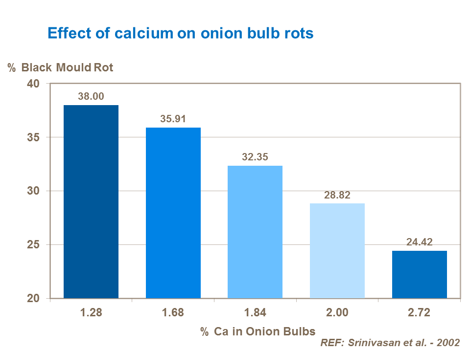 Effect of calcium on onion bulb rots