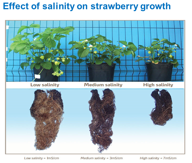 Effect of salinity on strawberry growth