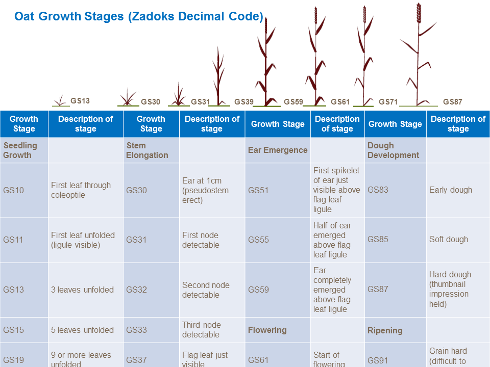 Wheat Growth Stages Chart