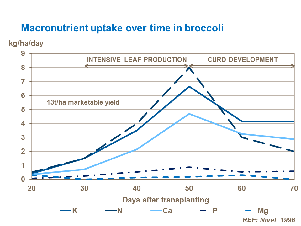 Macronutrient uptake over time in broccoli