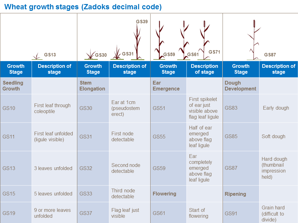 Wheat Growth Chart