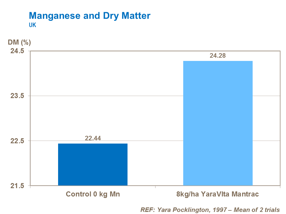 Manganese and potato tuber dry matter content