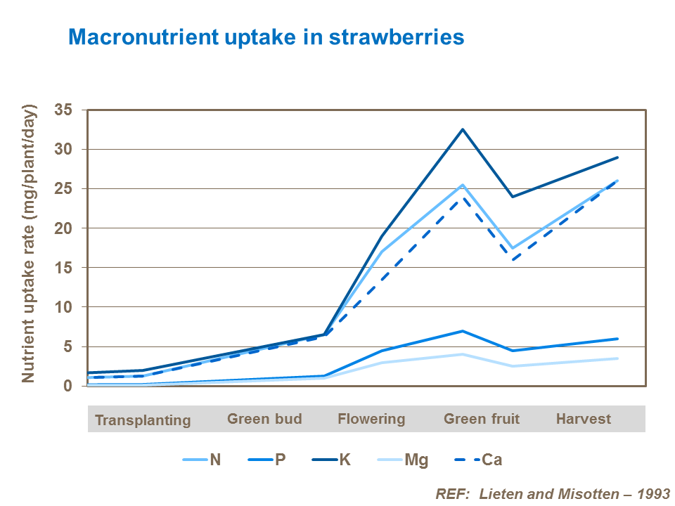Macronutrient uptake of strawberries