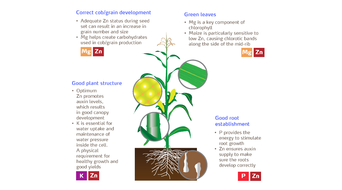 The roles of micronutrients in maize