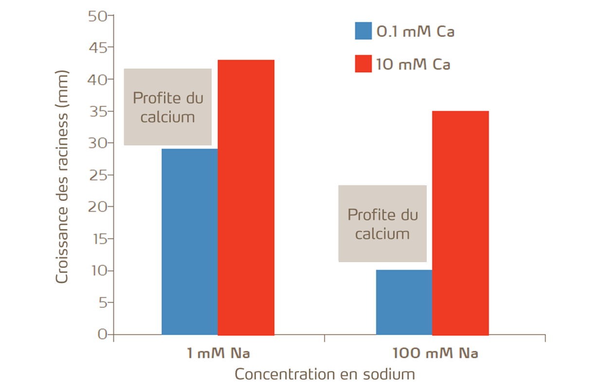 Le calcium aide les racines des cultures à résister aux dommages dus au sodium