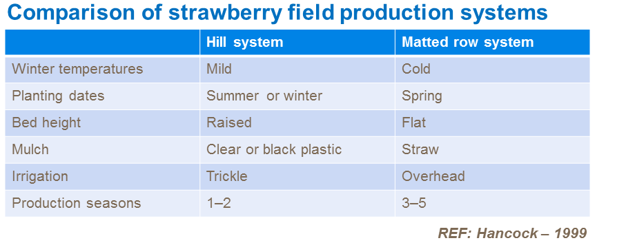 Comparison of strawberry field production systems
