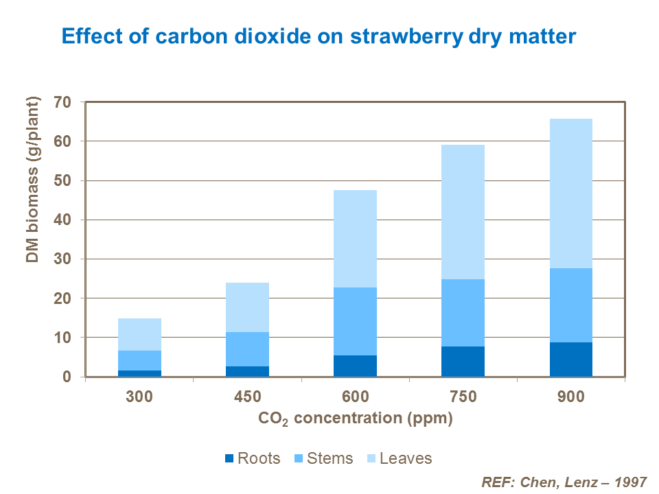 Effect of carbon dioxide on strawberry dry matter