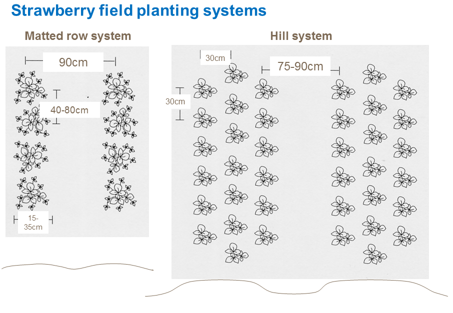 Strawberry field planting systems