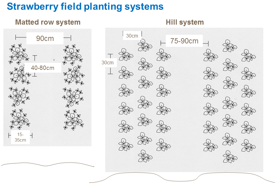Strawberry field planting systems Strawberry field planting systems