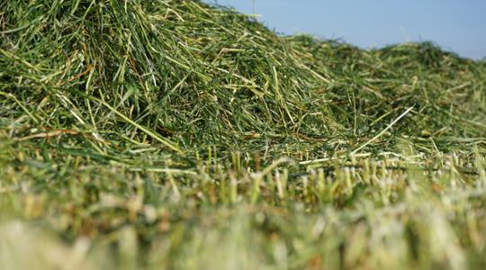 First Cut Silage