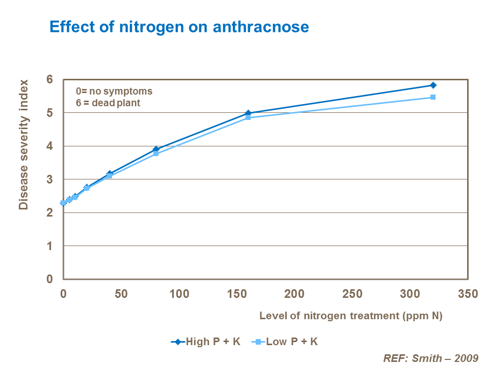 Effect of nitrogen on anthracnose