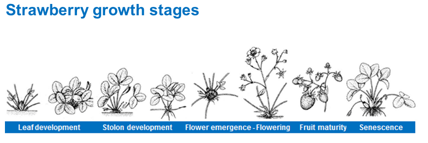 Strawberry growth stages