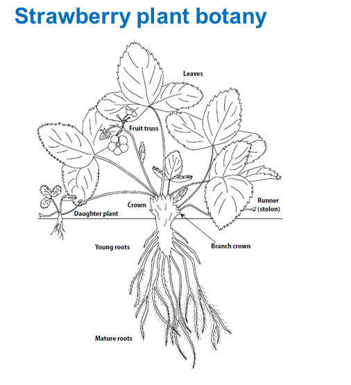 Strawberry plant botany