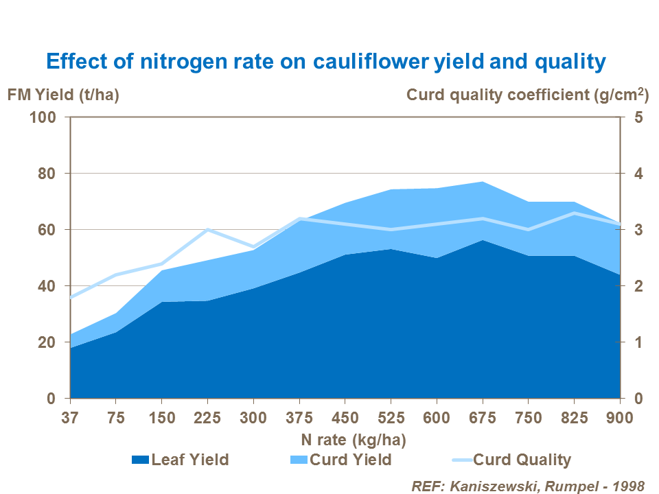 Effect of nitrogen rate on cauliflower yield and quality