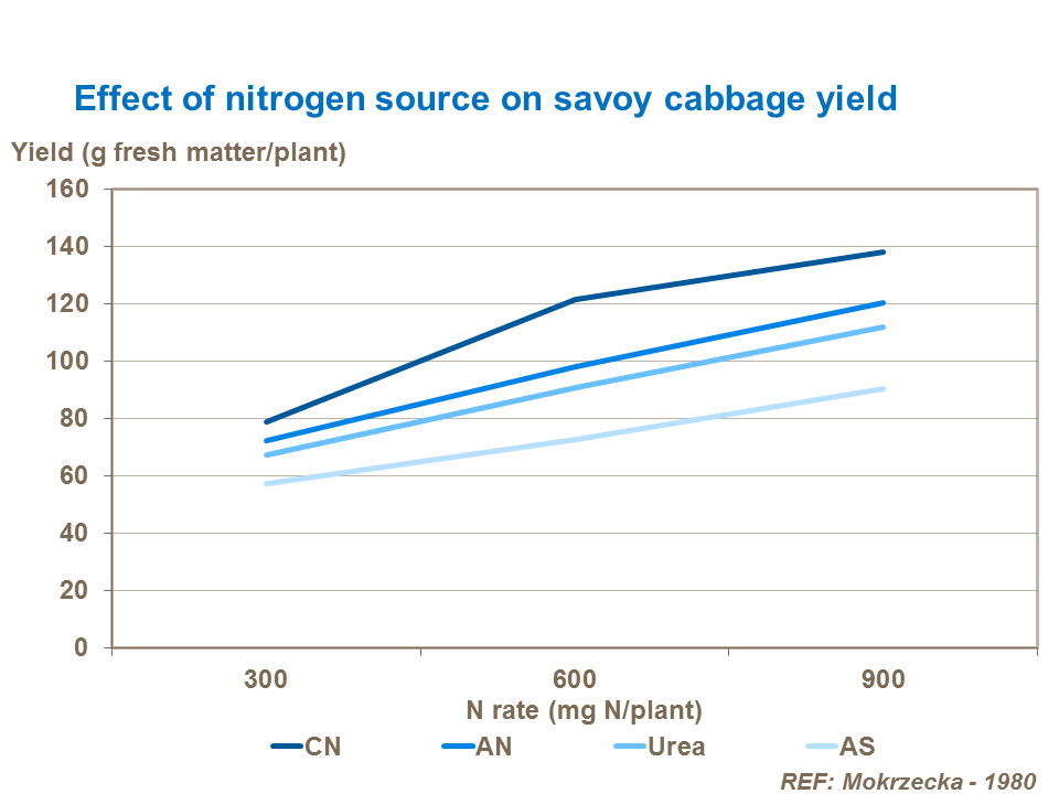 Effect of nitrogen source on savoy cabbage yield