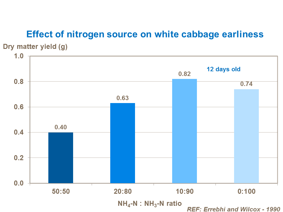 Effect of nitrogen source on white cabbage earliness