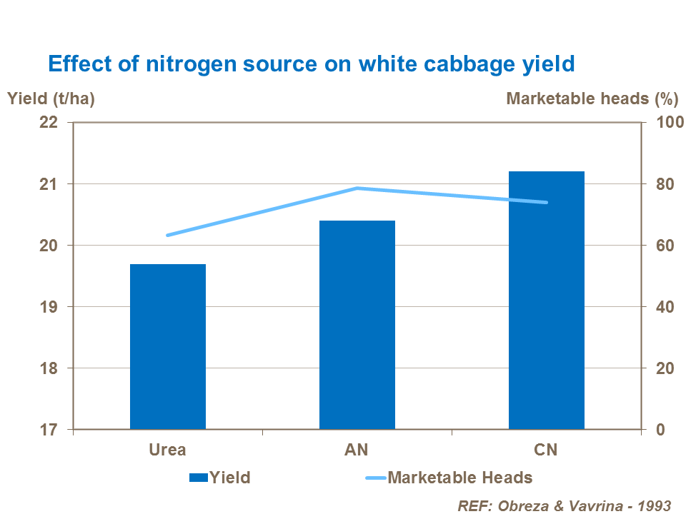 Effect of nitrogen source on white cabbage yield