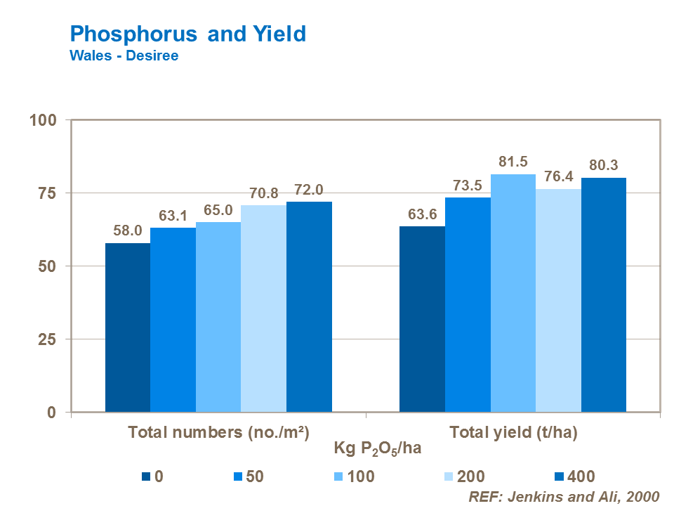 Phosphorus and potato yield