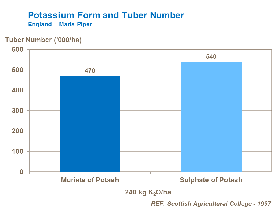 Potassium form and tuber number