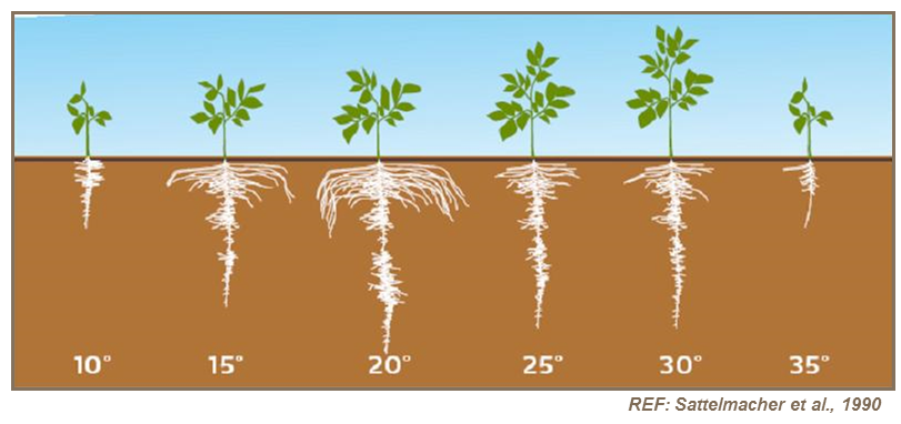 Effects of soil temperature on potato root development