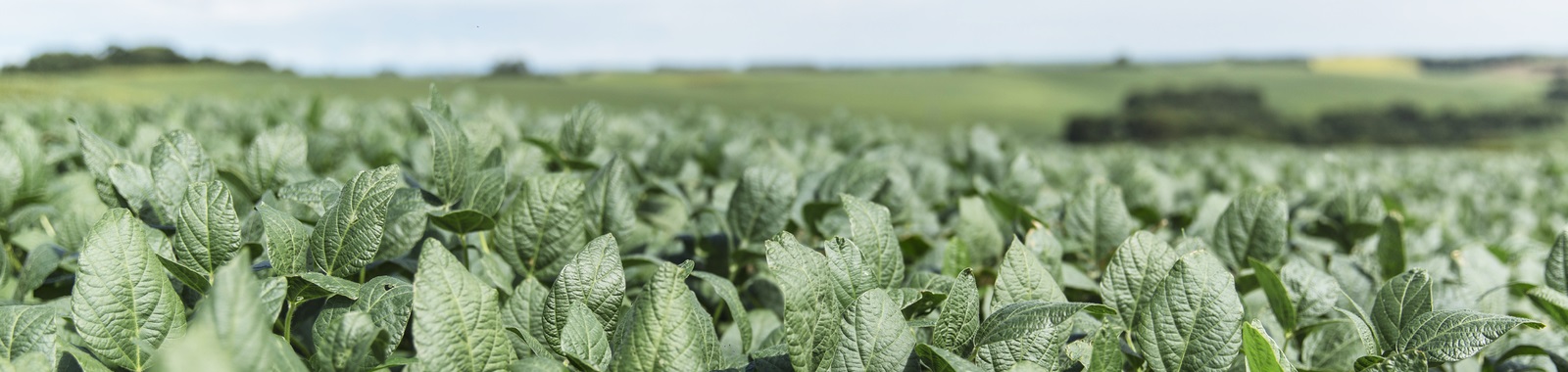 Increasing Soybean Yield by Inoculation