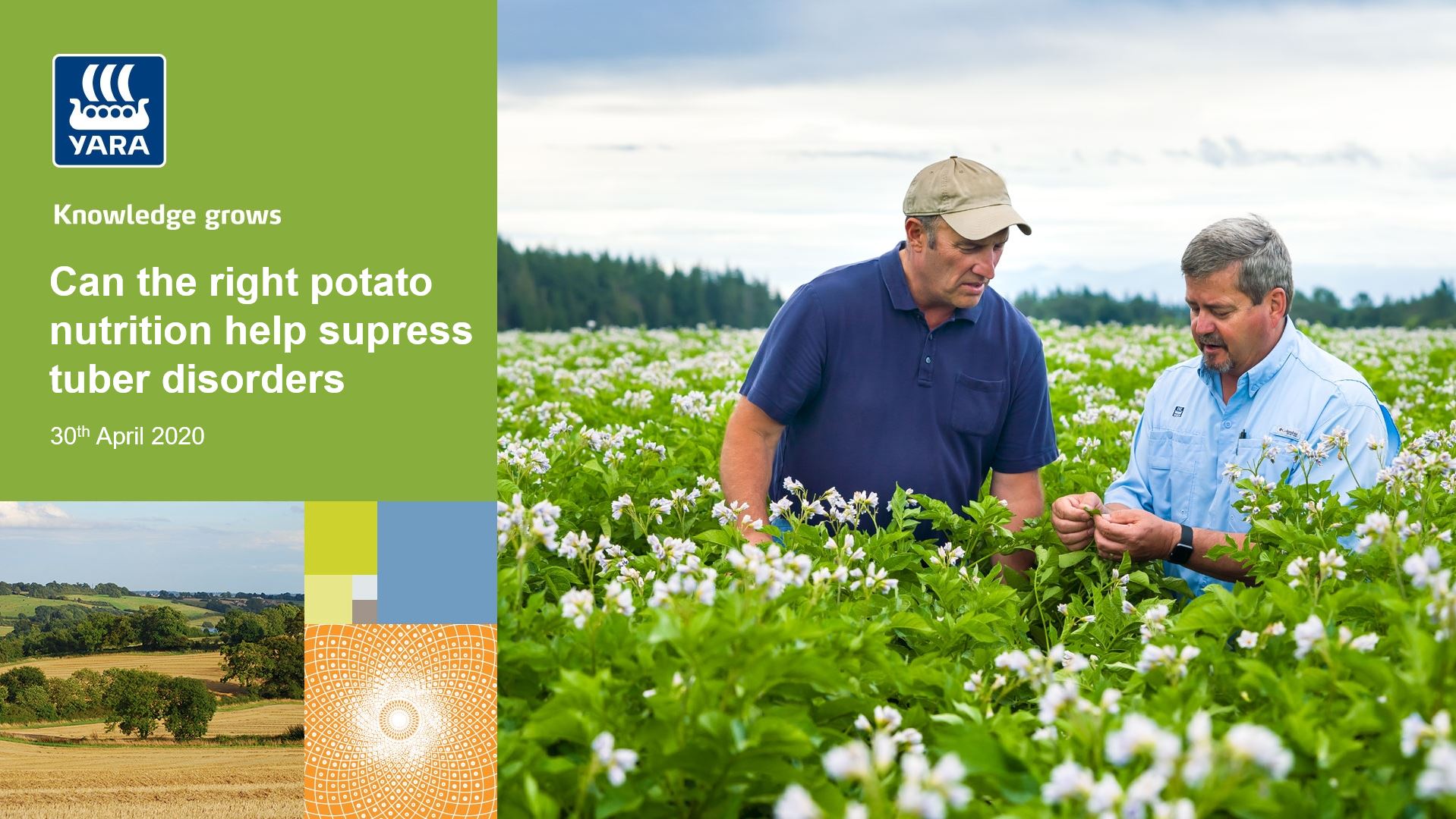 Potato webinar - can the right nutrition help suppress tuber disorders?