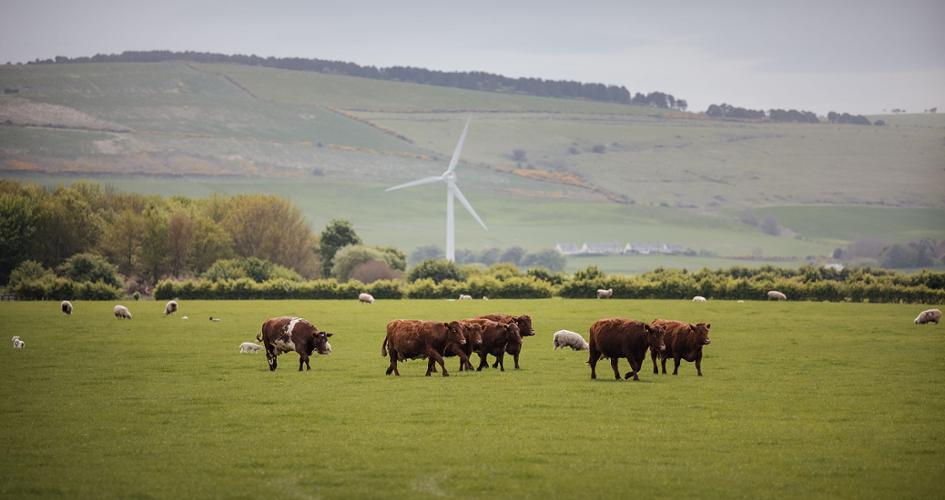 Cows and sheep in a field 