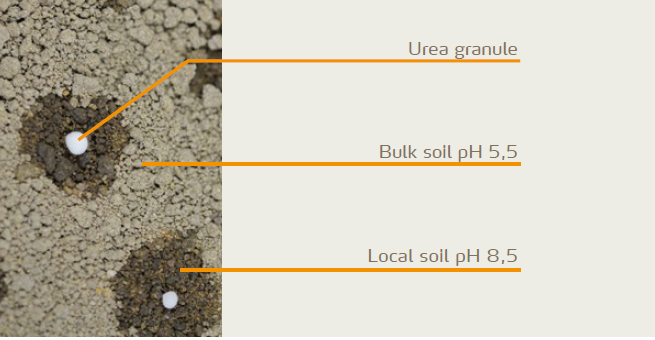 Hydrolysis of urea
