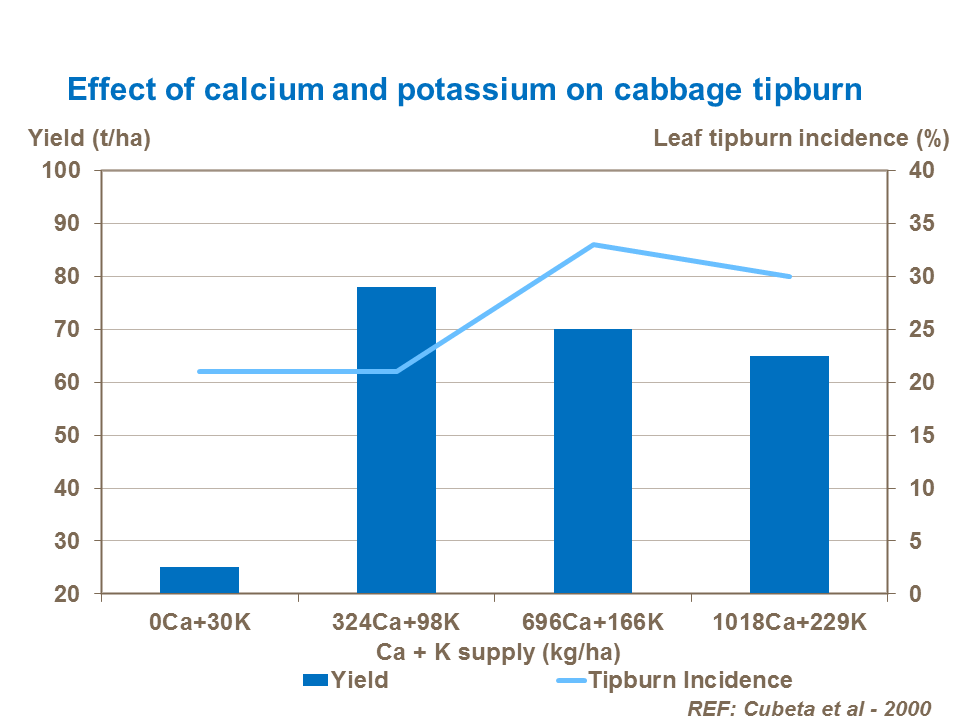 Effect of calcium and potassium on cabbage marketable yield