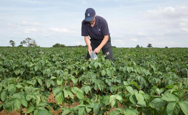 Yara Agronomist in a potato field taking a tissue analysis sample