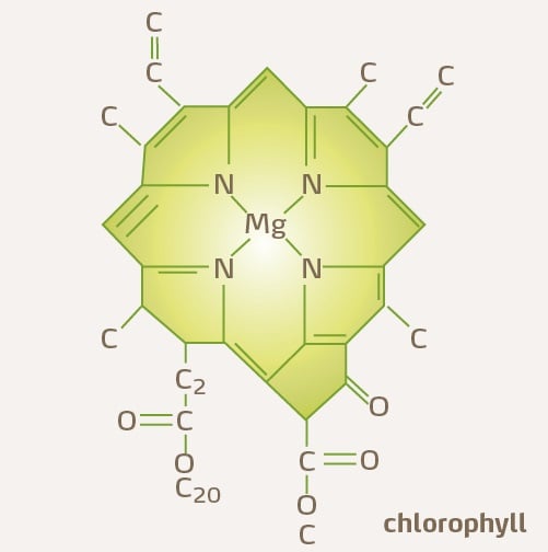 Chlorophyll molecule