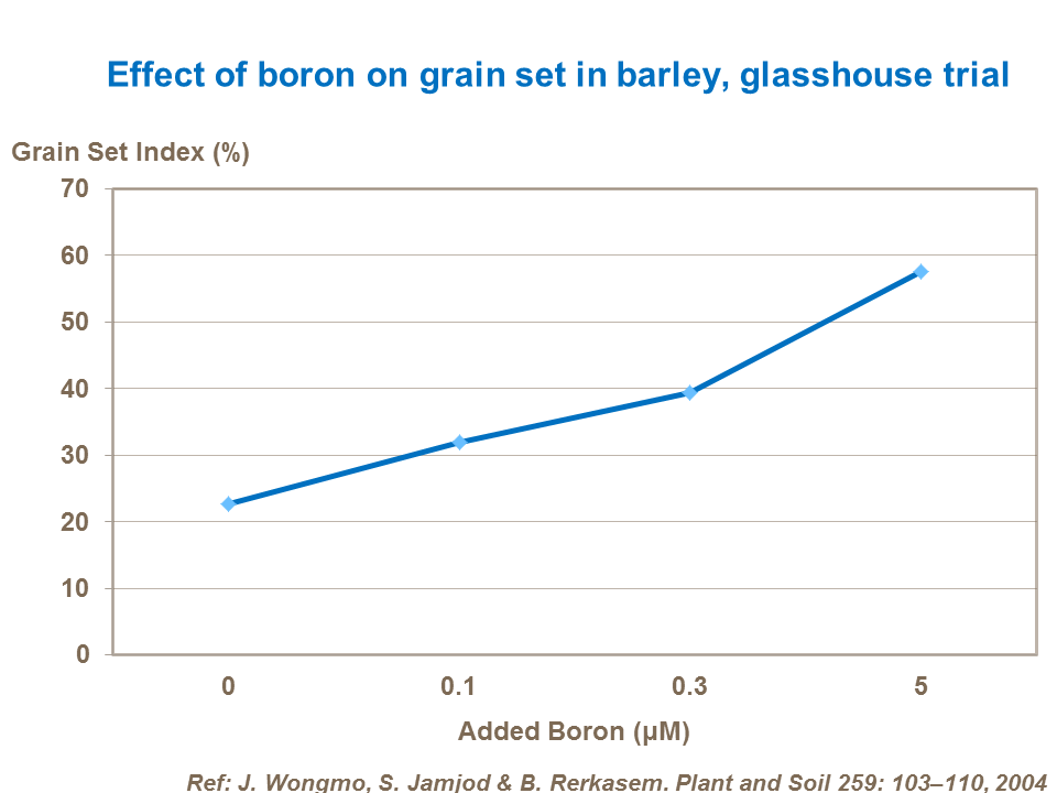 Effect of boron on grain set in barley, glasshouse trial