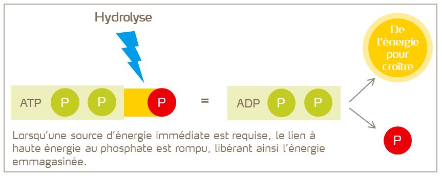 FR-Dégagement de l’énergie de l’ATP.png
