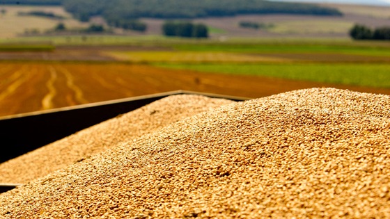 Grain nutrition benchmarking