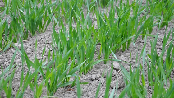 Use available phosphate for better establishment