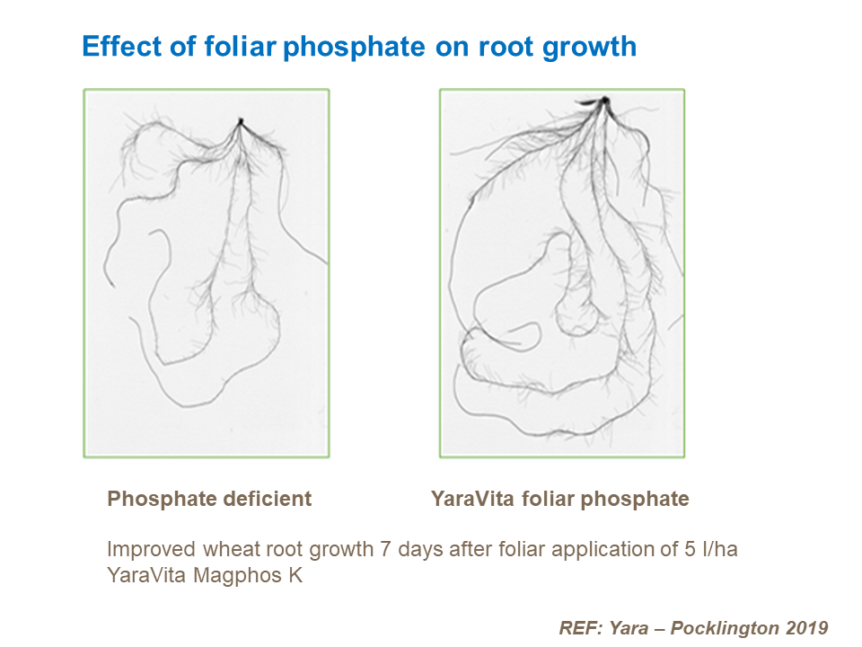 Effect of foliar phosphate on root growth.png