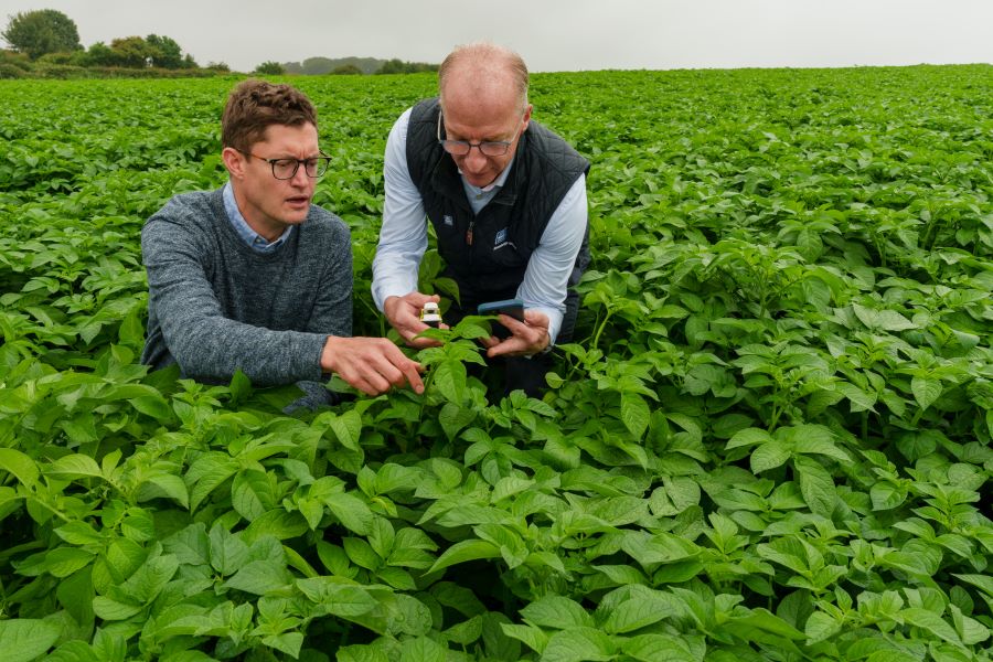 Yara agronomist Mark Tucker in a field with a pepsi co staff member