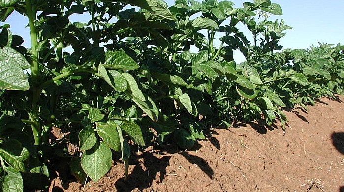 Les buttes procurent un bon drainage et facilitent la récolte.