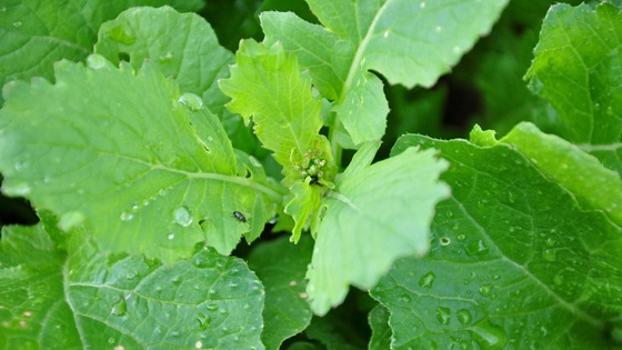Managing canopy variation in oilseed crops this spring