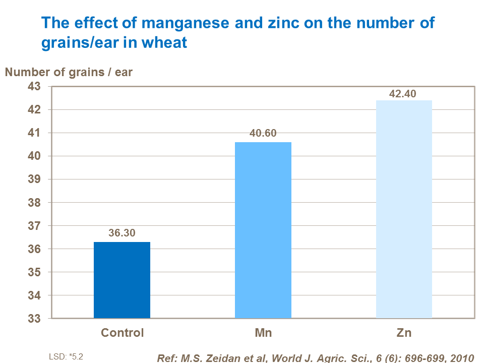 The effect of manganese and zinc on the number of grains per ear in wheat