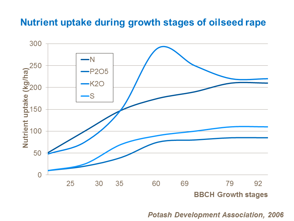 Nutrient uptake during growth stages by oilseed rape 