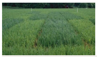 Photo of Sulphur deficiency in Wheat